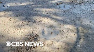 Dinosaur tracks uncovered in Texas after drought dries up river