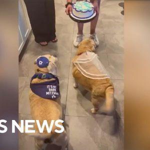 Dog siblings celebrate birthdays together
