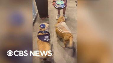 Dog siblings celebrate birthdays together