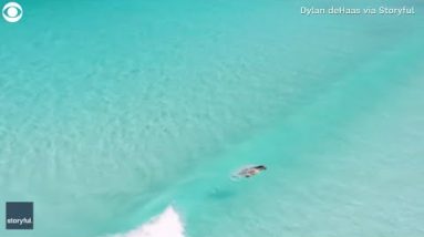 Aerial footage captures sea lion "surfing"