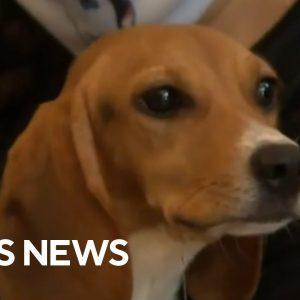 Beagles rescued from research facility find new homes