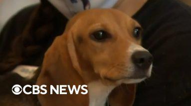 Beagles rescued from research facility find new homes