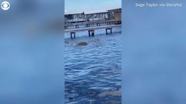 Dog gets spooked by herd of manatees