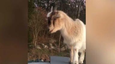 Goats take over deputy's patrol car