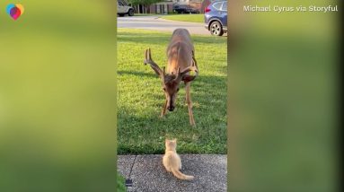 Kitten smitten by friendly deer outside home