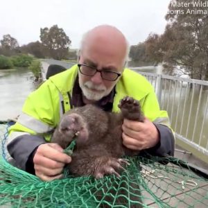 Feisty wombat rescued from debris on river