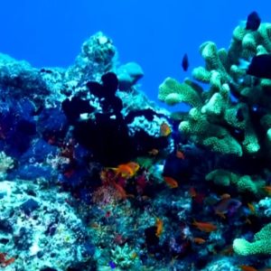 NOAA releases new action plan to protect Florida's coral reefs