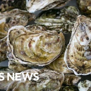 Nonprofit helps restore Florida's declining oyster habitats