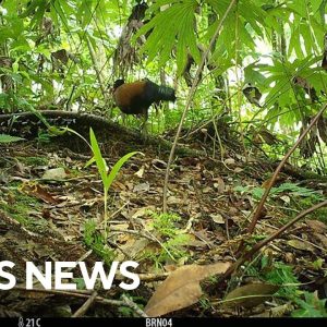Bird not seen for 140 years captured on camera
