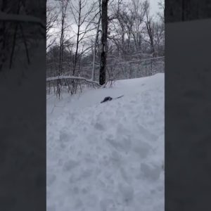 Woman captures deer and dog frolicking in the snow in Ontario, Canada #shorts