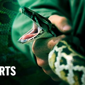 Burmese python invasion: Fighting invasive species | CBS Reports