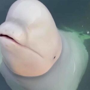 Beluga, believed to be former spy whale, befriends community in Norway