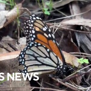 Butterflies and blended families | The Uplift