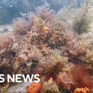 Octopus demonstrates camouflage ability in kelp garden