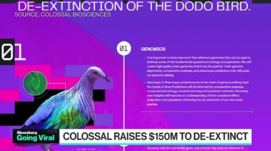 Going Viral: $1B Startup Aims to Revive Extinct Dodo