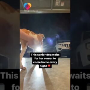 Senior dog eagerly awaits for her owner to return home every night #shorts