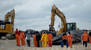 Whale deaths spark debate in New York, New Jersey over offshore wind farms