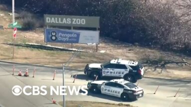 Two missing monkeys have been found amid string of suspicious occurrences at Dallas Zoo