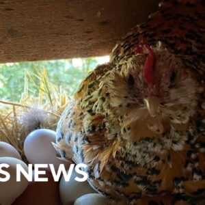 Interest in backyard chicken keeping on the rise as price of eggs remains high