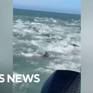 Fisherman captures shocking shark feeding frenzy off Louisiana coast