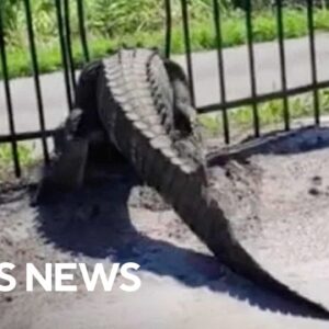 Giant alligator bends metal fence in Florida