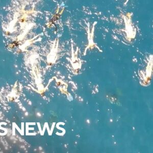 33 swimmers under investigation for "aggressively pursuing" dolphins in Hawaii