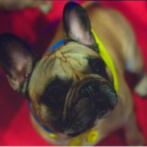 U.S. has a new favorite dog breed: French bulldogs