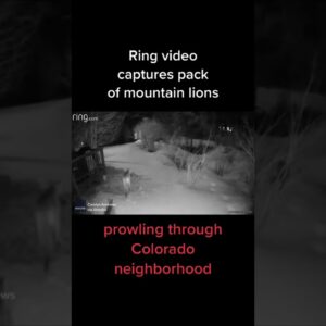 Ring video captures pack of mountain lions prowling Colorado neighborhood #shorts