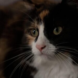 Cat saves diabetic owner's life