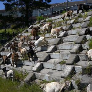 How a herd of California goats are preventing wildfires