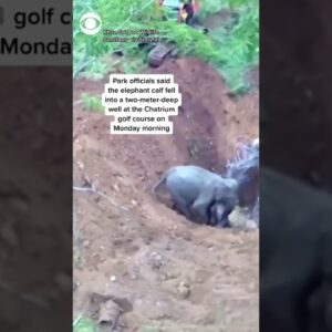 Baby elephant rescued from a well in Thailand #shorts