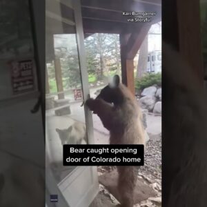 Bear caught opening front door to Colorado home #shorts