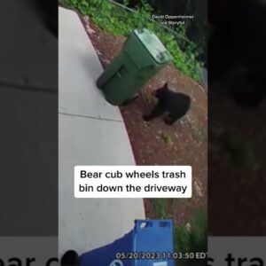 Bear wheels homeowner's garbage down driveway #shorts