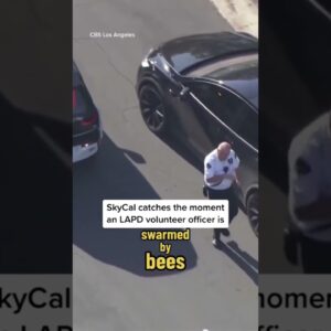 Bees swarm volunteer cop in Los Angeles #shorts
