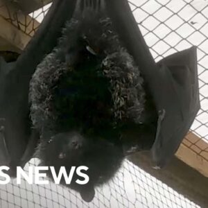 Birth of world's rarest fruit bat caught on Jersey Zoo camera