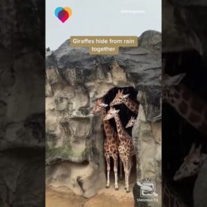 Giraffes hide from rain together at Taronga Zoo in Sydney #shorts