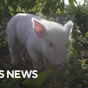 Piglet on his way to be fattened for slaughter gets a new chance at life