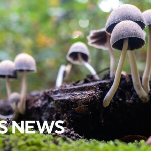 Oregon to open first psilocybin therapy treatment center in U.S.