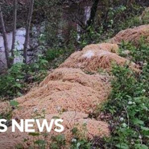 Piles of pasta mysteriously dumped in New Jersey woods