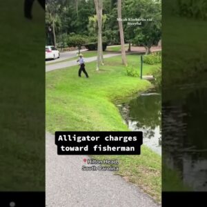 Alligator charges toward fisherman #shorts