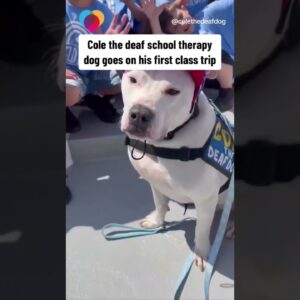 Cole, a school therapy dog who's deaf, goes on his first field trip #shorts
