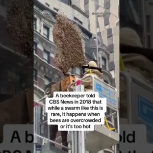 Swarm of bees take over New York City block #shorts