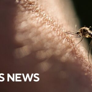 The best ways to stay safe from mosquito-borne illnesses, according to a doctor