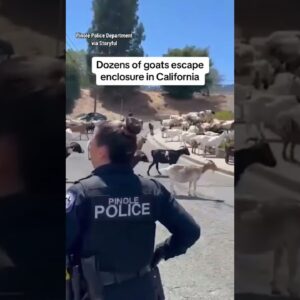 Dozens of goats go on the loose in California #shorts