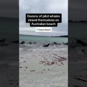 Dozens of pilot whales strand themselves on Australian beach #shorts