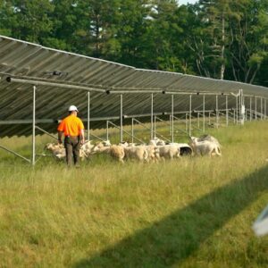 How "solar grazing" is creating a new industry