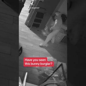 Illinois police seeking information about bunny burglar #shorts
