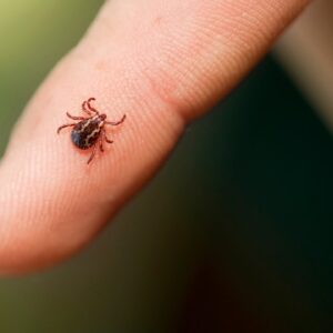 Meat allergy caused by ticks are on the rise, CDC says