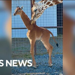 A Tennessee zoo says it welcomed a spotless giraffe