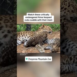Endangered baby Amur leopards cuddle with mother at Colorado zoo #shorts